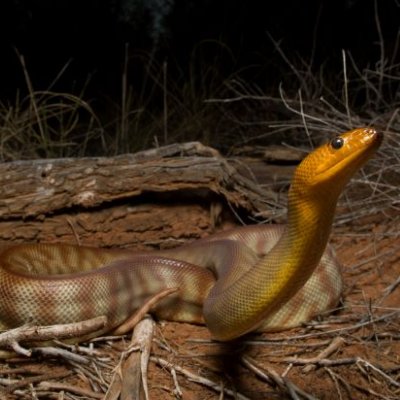 A snake with a light orange-coloured head and a brown striped body on a dirt ground at night. Its head and neck are raised off the ground.